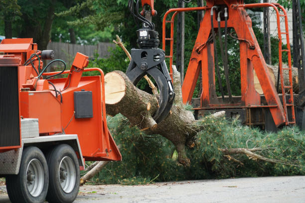 Why Choose Our Tree Removal Services in Clancy, MT?